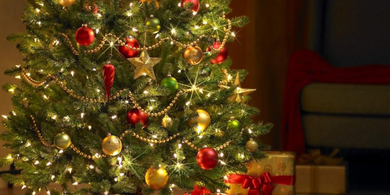 ¿Existe el árbol de Navidad perfecto? | El Imparcial de Oaxaca
