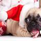 ¿Por qué no es buena idea regalar un cachorro por Navidad?