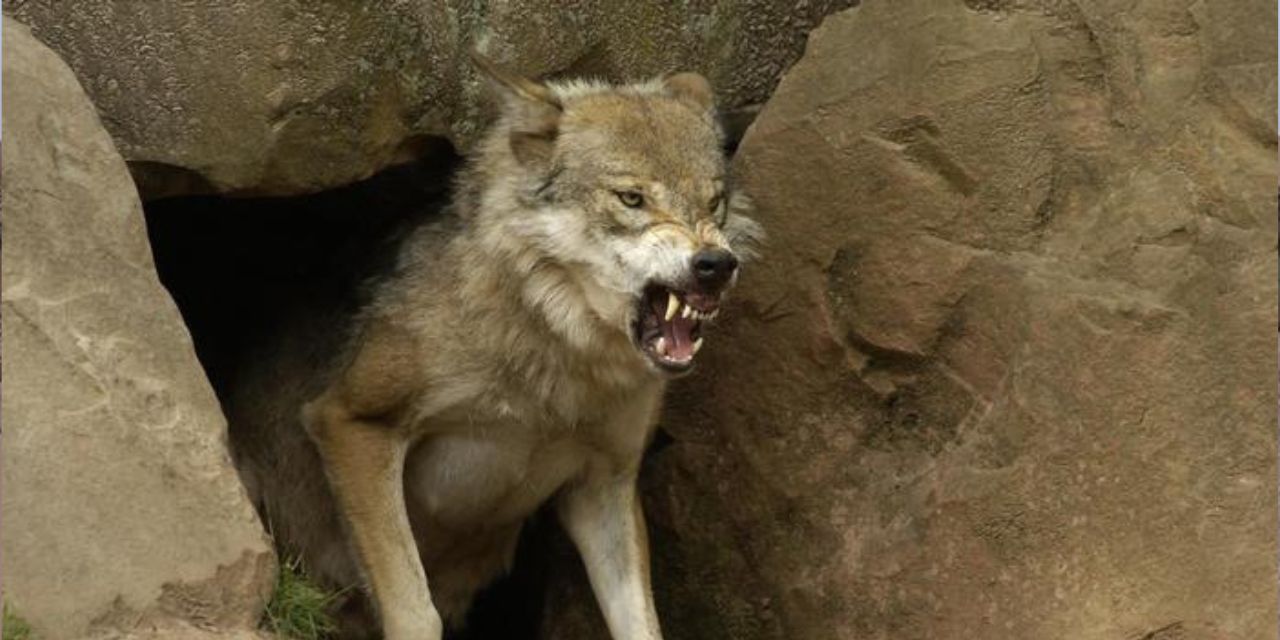 Un parásito influye en la conducta de los lobos y los convierte en líderes de la manada | El Imparcial de Oaxaca