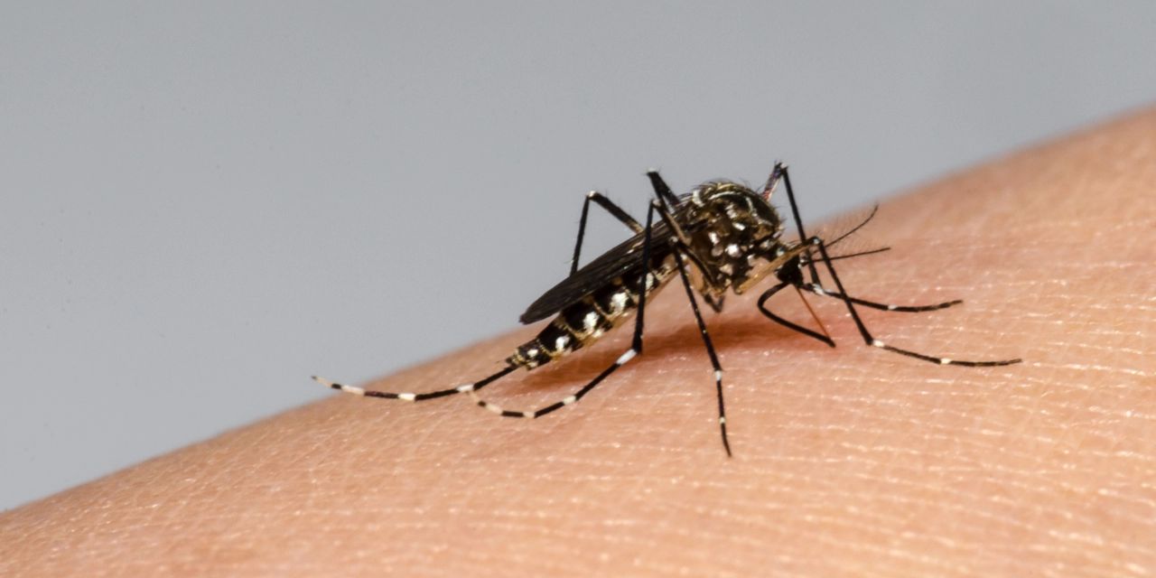 Oaxaca, primer lugar en decesos por dengue