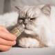 ¿Funciona la aromaterapia en mascotas?