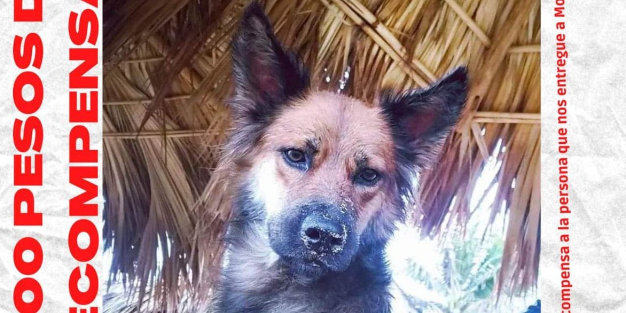 Queman a Morena, una perra cariñosa de Zipolite | El Imparcial de Oaxaca