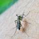 Descartan nuevos casos de paludismo en el Istmo