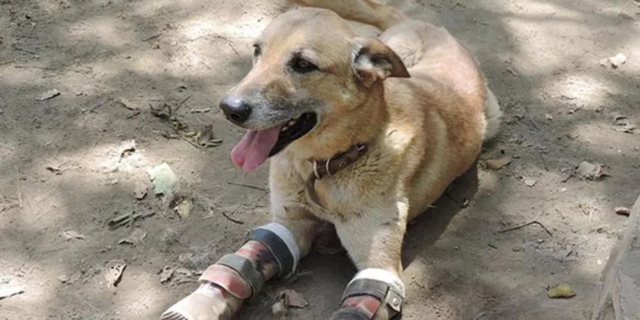 Cómo vive hoy Pay de Limón, el perro torturado por un cártel | El Imparcial de Oaxaca