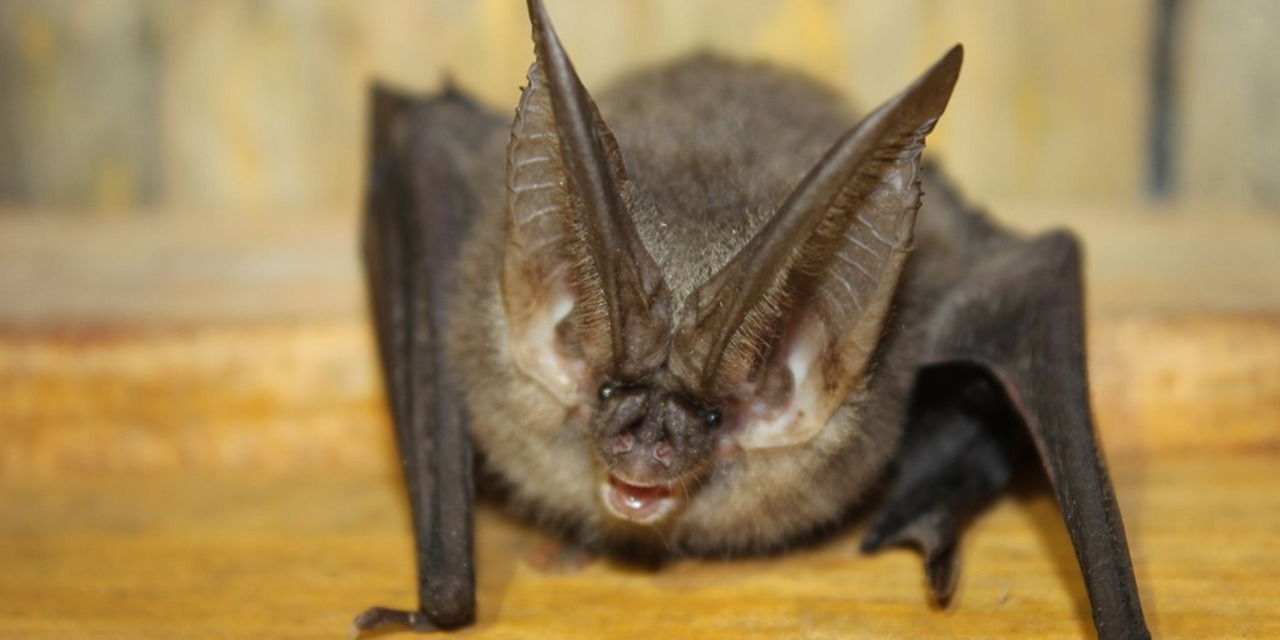 Hoy se sabe si niños mordidos por murciélago tienen rabia | El Imparcial de Oaxaca