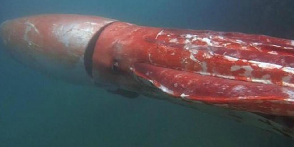 VIDEO: Se encuentran buceadores de Japón con calamar gigante | El Imparcial de Oaxaca