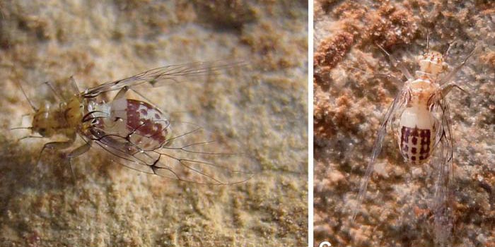 Curiosos insectos hembra que penetran a los machos 