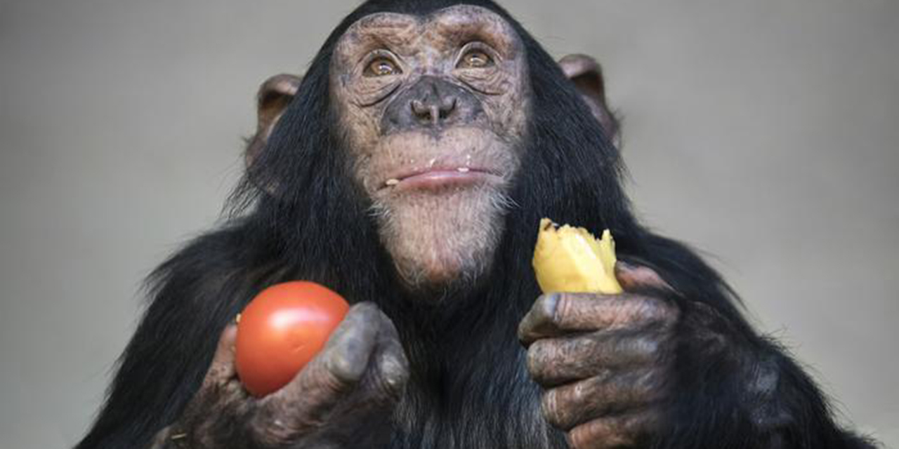 Son más impulsivos los humanos que los chimpancés según estudio | El Imparcial de Oaxaca