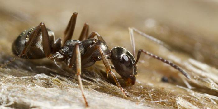 Las hormigas pueden oler el cáncer | El Imparcial de Oaxaca