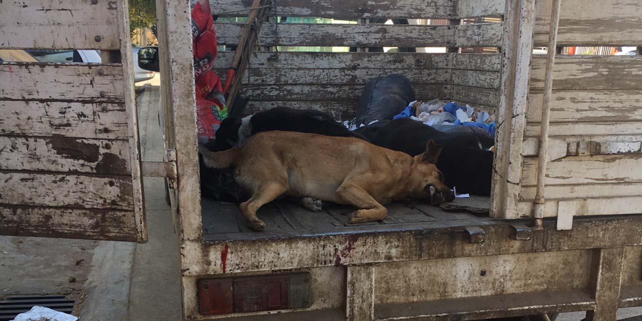 Envenenan y matan a perros en Xoxo; levantan a otros en Ocotlán | El Imparcial de Oaxaca