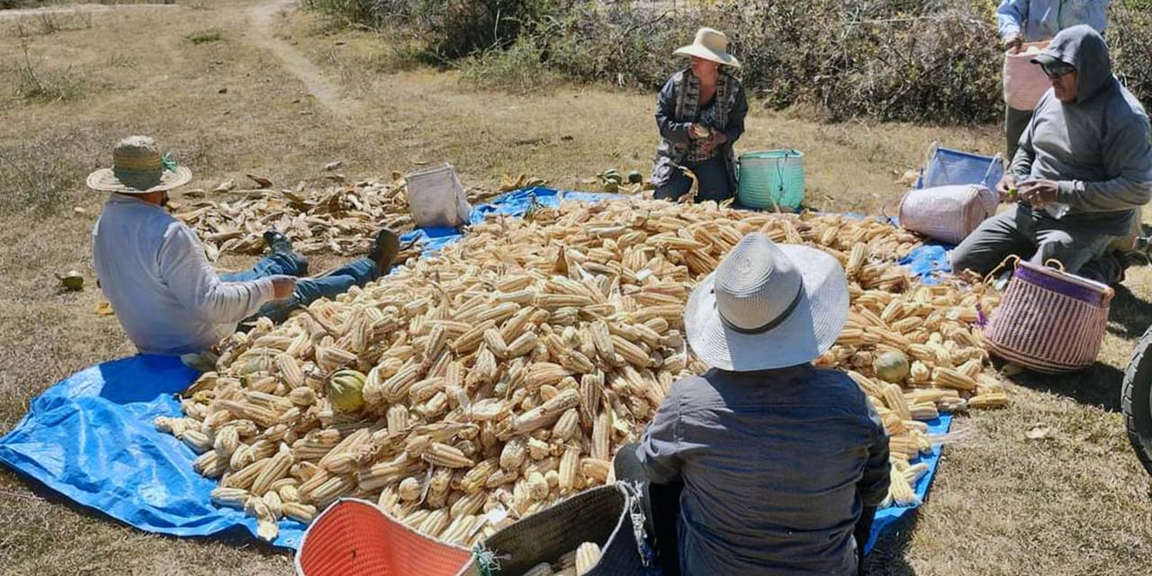 Campesinos de Tlacotepec ven potencial a siembra de maíz criollo | El Imparcial de Oaxaca
