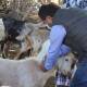 En Huajuapan, buscan prevenir rabia paralítica en ganado