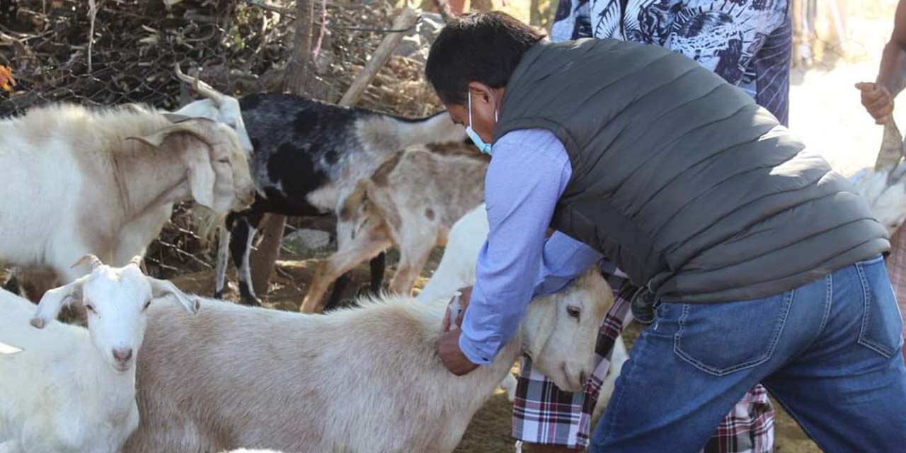 En Huajuapan, buscan prevenir rabia paralítica en ganado | El Imparcial de Oaxaca