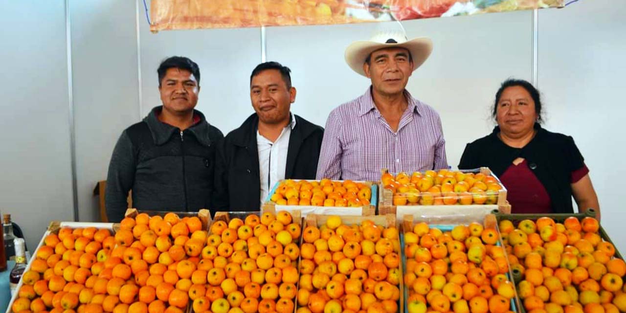 Impulsan la producción de tejocote en la Mixteca | El Imparcial de Oaxaca