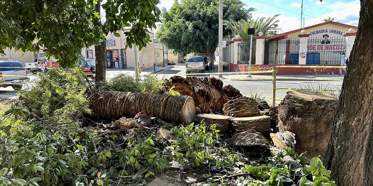 Más de 4.6 millones para rehabilitar al jardín Madero | El Imparcial de Oaxaca