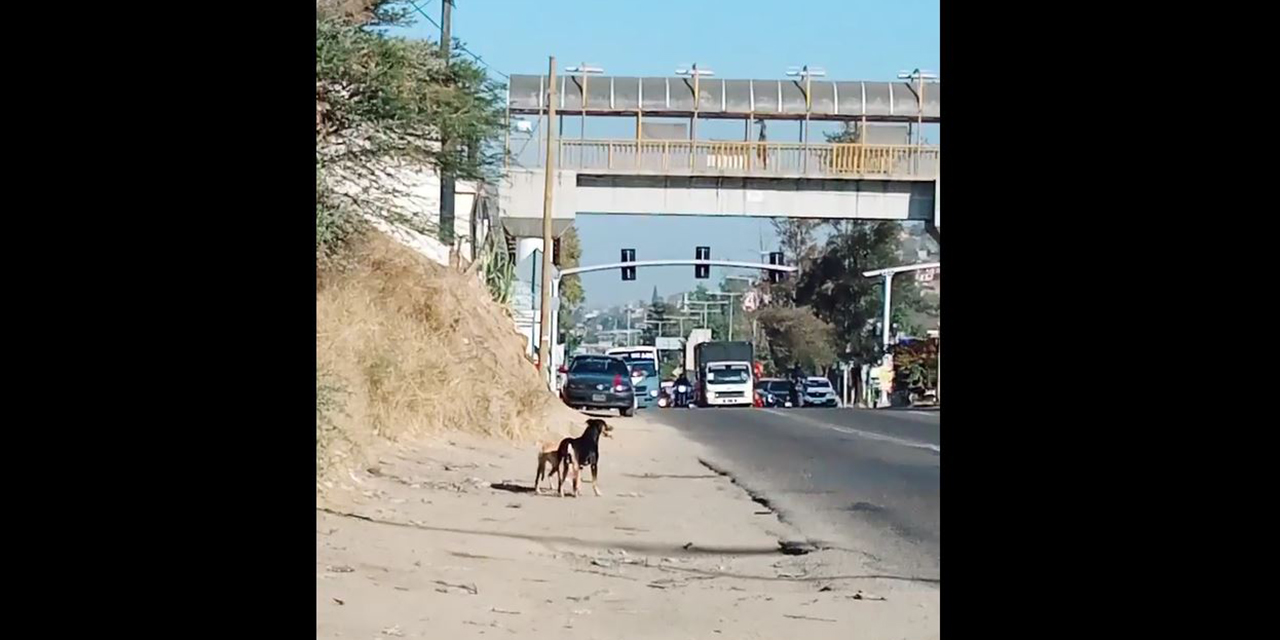 Viral: Perritos siguen a su dueño tras que este fuera detenido | El Imparcial de Oaxaca