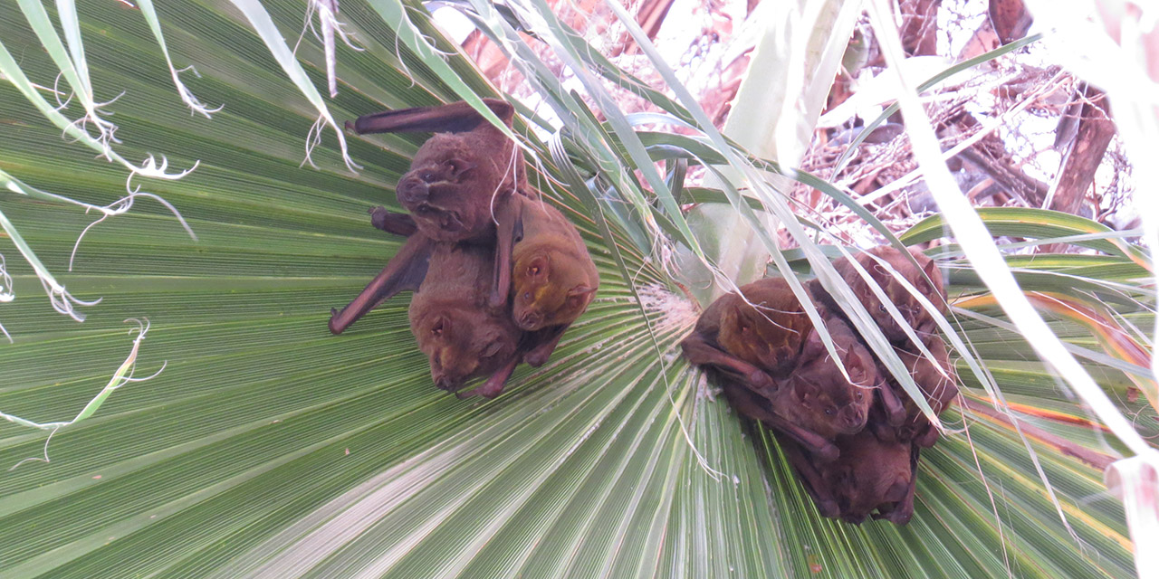 Descartan a murciélagos como amenaza citadina | El Imparcial de Oaxaca