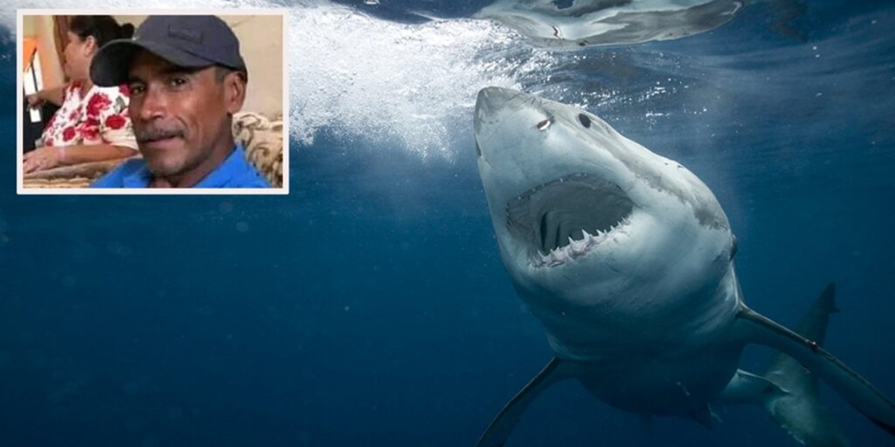 Tiburón blanco le arranca la cabeza a pescador en Sonora | El Imparcial de Oaxaca