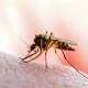 Registra Oaxaca 91 casos probables de dengue