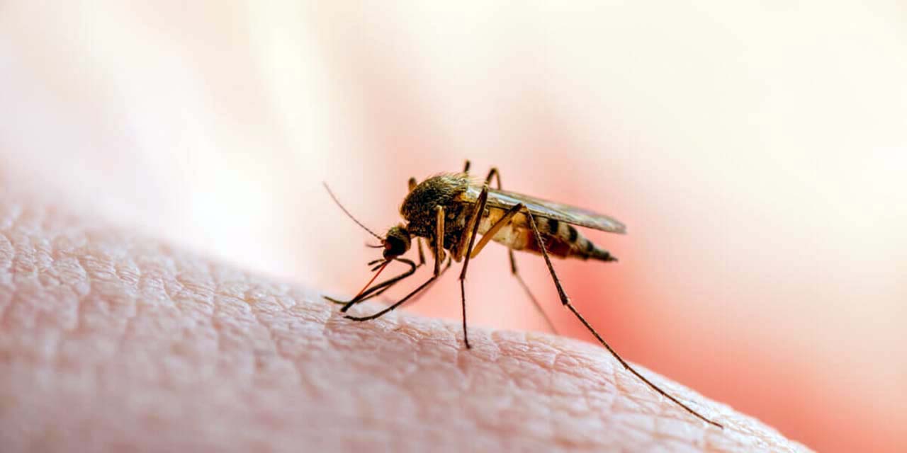 Mosco transmisor del dengue