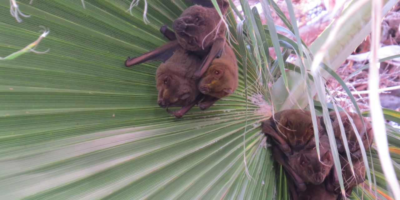 Ante el temor de los vecinos, personal de Protección Civil del Municipio reubicará dos nidos de murciélagos en la colonia Guadalupe Victoria, de Santa Rosa