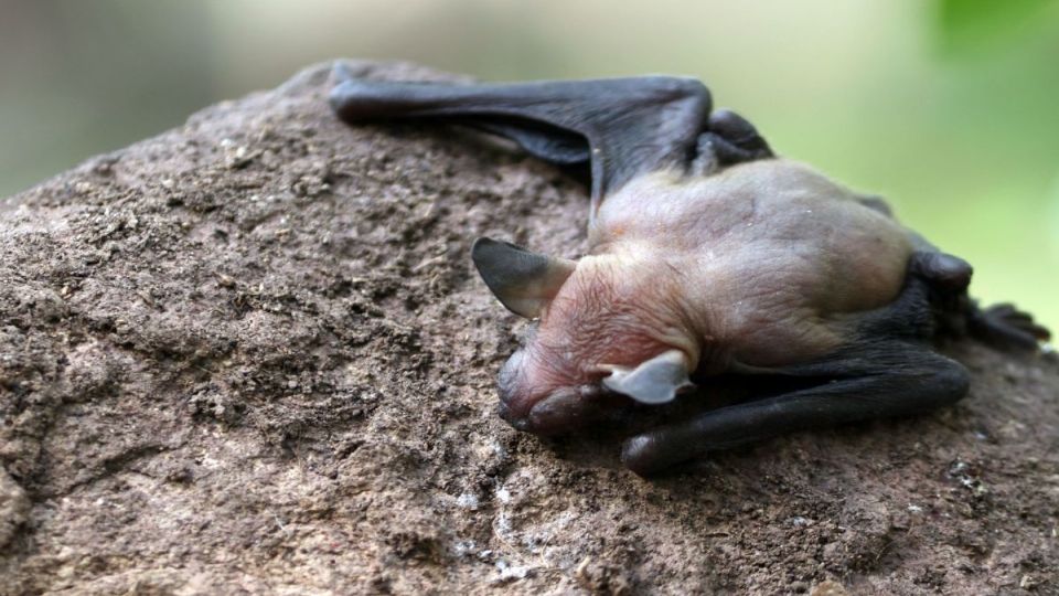 Fallece niña de 8 años mordida por un murciélago | El Imparcial de Oaxaca