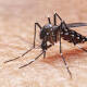 Sin dengue en la primera semana de enero: SSA