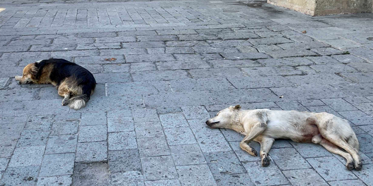 Piden vacunación antirrábica para perros en situación de calle | El Imparcial de Oaxaca