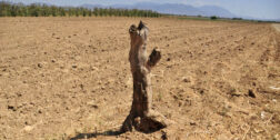 Foto: Adrián Gaytán / Asoma nuevo periodo de sequía en el campo oaxaqueño
