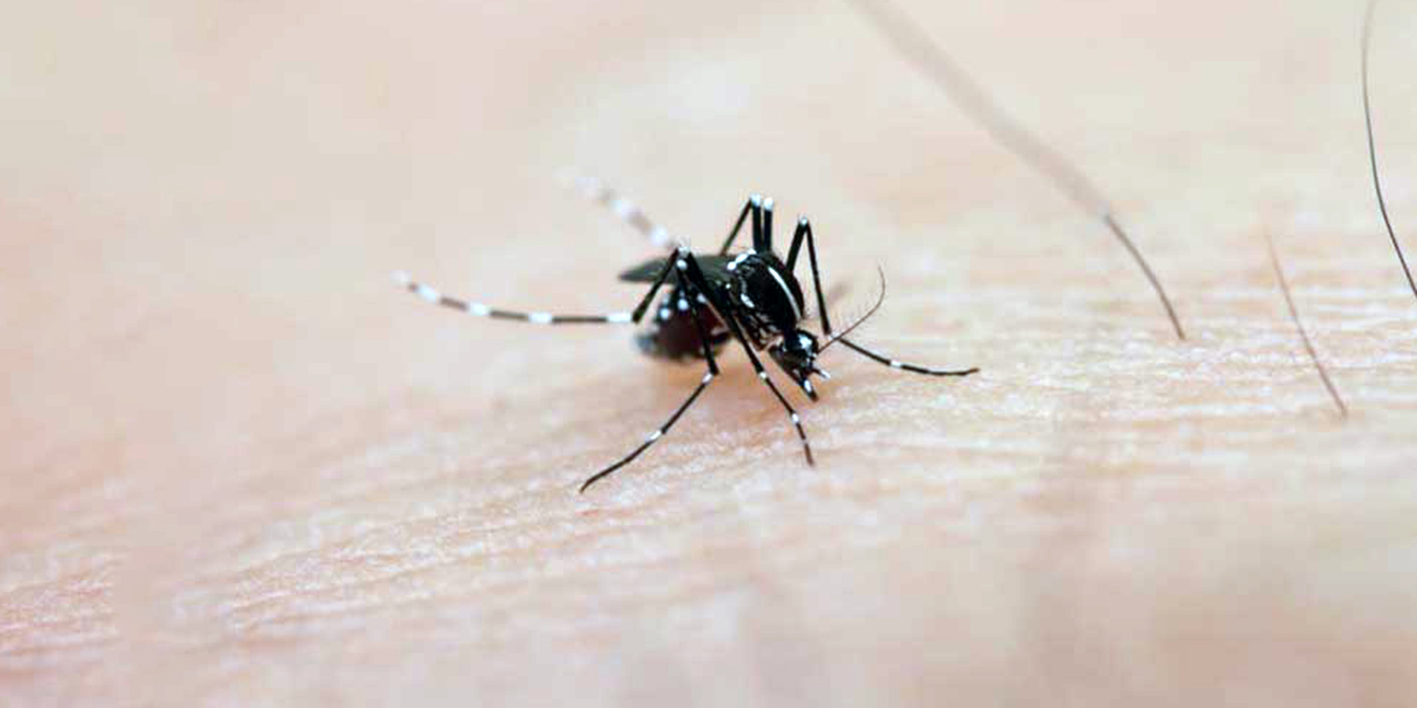 Foto: ilustrativa / Mosco transmisor del dengue