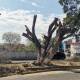 Inicia municipio derribo de 100 árboles muertos