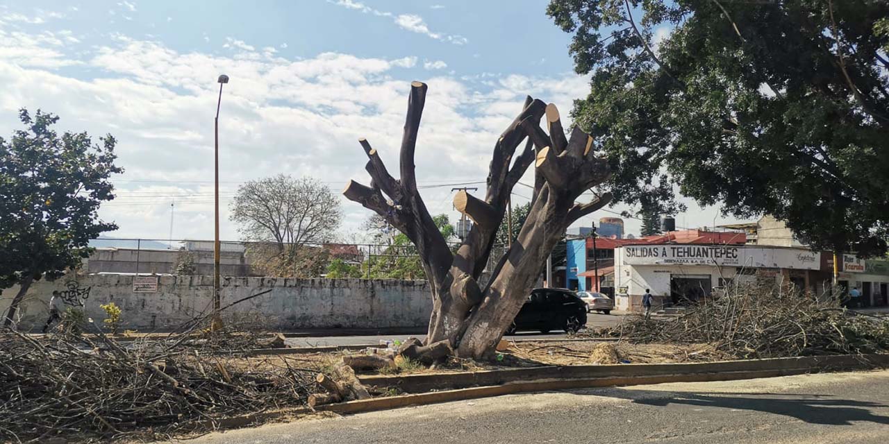 Fotos: Jesús Santiago / Es necesario retirar los árboles muertos porque algunos presentan riesgos a la población