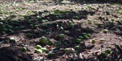 Foto: Municipio de Tapanatepec / Fuertes vientos causaron severos daños a las producciones de mango