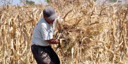 Foto: Adrián Gaytán / La sequía en Valles Centrales impacta en la producción de maíz