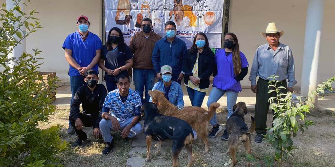 Esterilizan a caninos de Huajuapan para reducir el abandono | El Imparcial de Oaxaca
