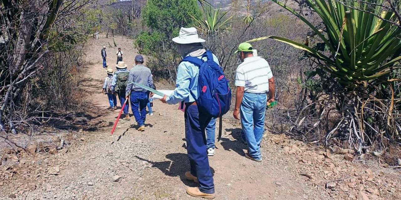 Comparten los beneficios del agave pescadillo | El Imparcial de Oaxaca