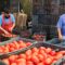 Foto: Archivo El Imparcial / Productores de tomate