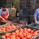 Pronostican disminución de precio del tomate