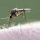Llama IMSS Oaxaca a estar alerta ante síntomas por dengue