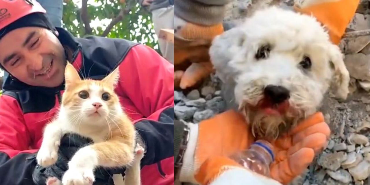 Videos: Rescatan mascotas entre escombros en Turquía