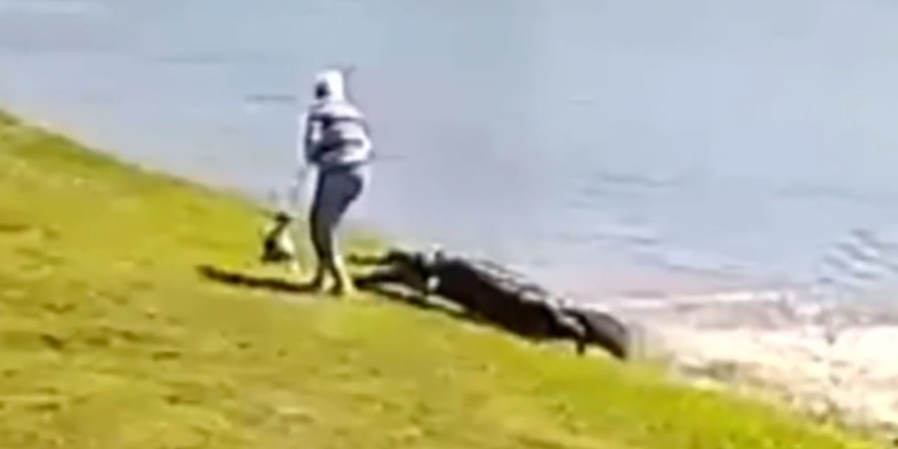 Video: Caimán ataca a una abuelita y su perro en Florida | El Imparcial de Oaxaca