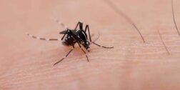 Foto: Mosquito transmisor de enfermedades como el dengue