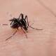 Sin reporte de nuevos casos de dengue en la última semana