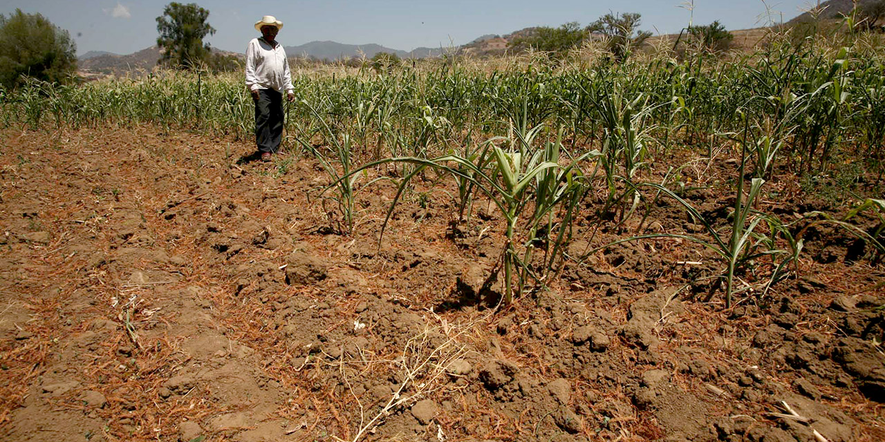 Alcanza algún grado de sequía a 131 municipios | El Imparcial de Oaxaca