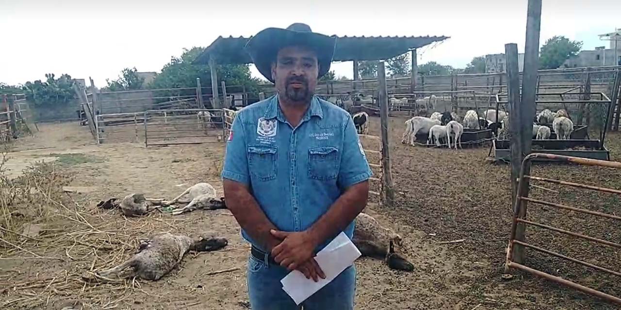 Piden investigar la matanza de borregos | El Imparcial de Oaxaca