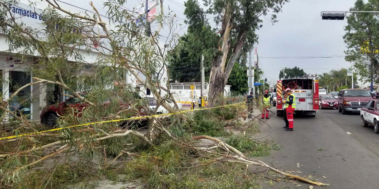 Los fuertes vientos derribaron cinco árboles y un espectacular en la capital oaxaqueña