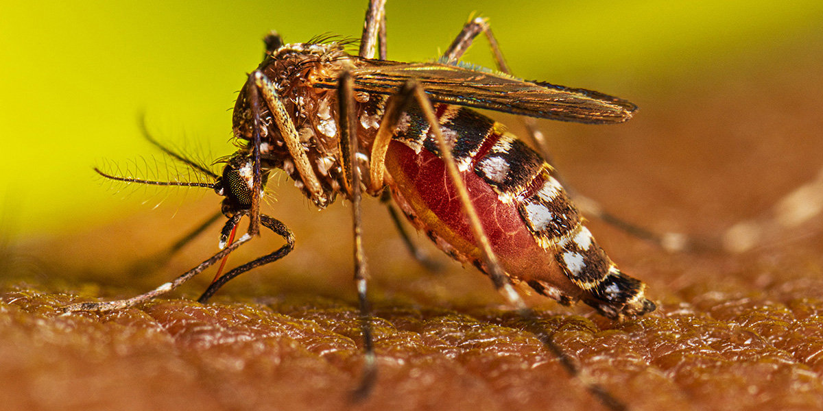 Sin reporte de nuevos casos de dengue en la última semana | El Imparcial de Oaxaca