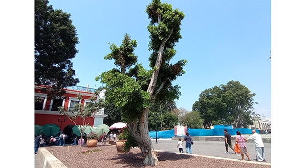 En la Cdmx se les muere, aquí resiste el árbol plantado | El Imparcial de Oaxaca