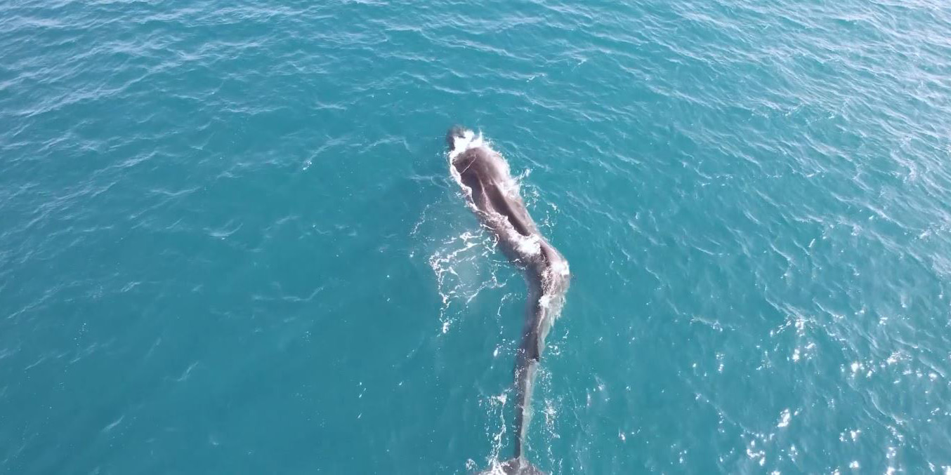 Captan a una enorme ballena con escoliosis en costas españolas | El Imparcial de Oaxaca