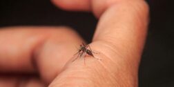 Foto: ilustrativa / Mosco transmisor del dengue en una mano